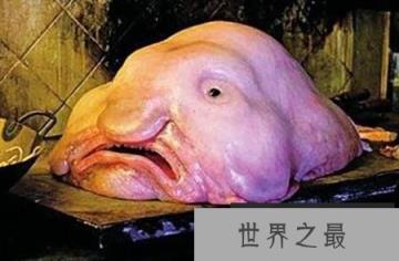 水中竟然有这么丑的怪鱼:浪鳗鱼丑到自己妈都讨厌