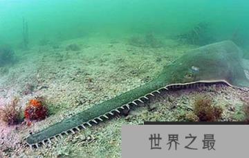 鼻子上有小锯齿的怪鱼:在水中将猎物身体切成两半