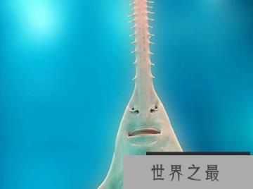 鼻子上有小锯齿的怪鱼:在水中将猎物身体切成两半