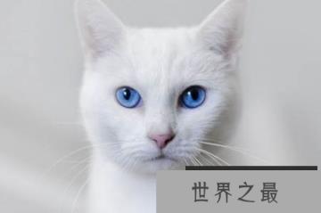 蓝眼白猫是不是聋子:先天性失聪(耳聋)