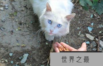 蓝眼白猫是不是聋子:先天性失聪(耳聋)