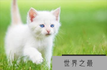 蓝眼白猫是不是聋子:先天性失聪(耳聋)