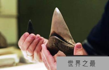 巨齿鲨仍在海洋中生存吗?证据结论根本不曾灭绝!