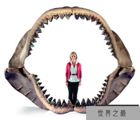 巨齿鲨仍在海洋中生存吗?证据结论根本不曾灭绝!