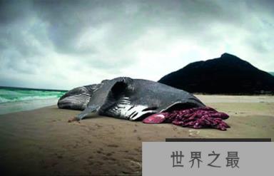 巨齿鲨仍在海洋中生存吗?证据结论根本不曾灭绝!