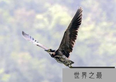 世界上最神秘的鸟:海南虎斑没有灭绝！太好了