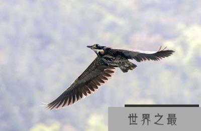 世界上最神秘的鸟:海南虎斑没有灭绝！太好了