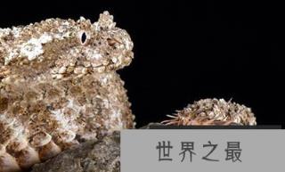 地球最佳伪装者：蛛尾拟角蝰尾巴伪装成“蜘蛛”