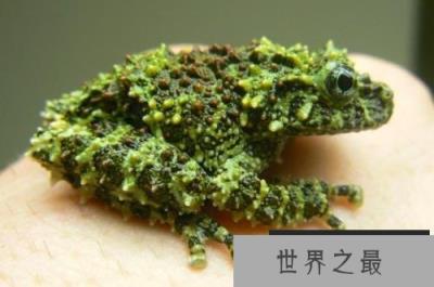 自然界中最会伪装的动物:越南苔藓蛙才是绝顶高手