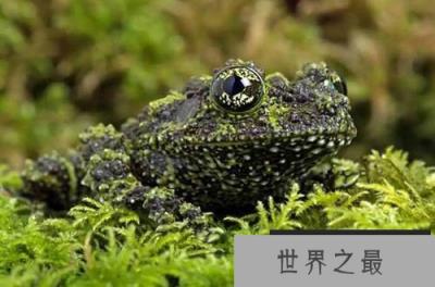 自然界中最会伪装的动物:越南苔藓蛙才是绝顶高手