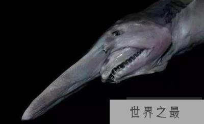 哥布林鲨竟是西方民间传说“妖怪”，它会自行爆炸