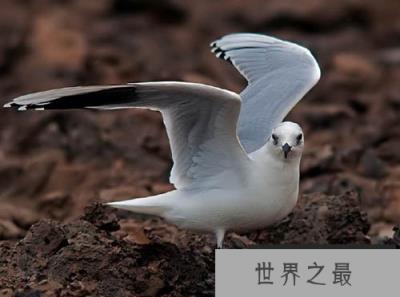 全球性濒危鸟类黑嘴鸥:攫升为国家一级保护动物