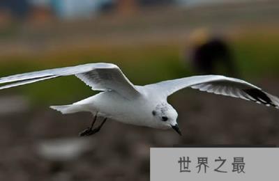 全球性濒危鸟类黑嘴鸥:攫升为国家一级保护动物