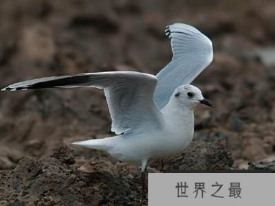 全球性濒危鸟类黑嘴鸥:攫升为国家一级保护动物