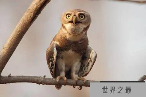 世界十大濒危鸟类，真正濒危的鸟类