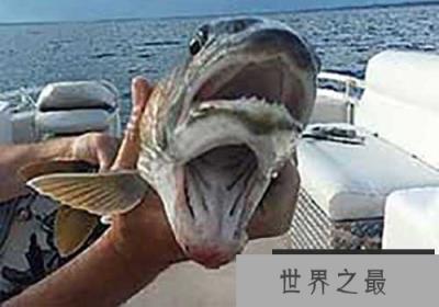 两张嘴的怪鱼，盘点最令人恐惧的鱼类