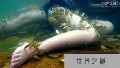 人见人怕的吸血鱼:钻入人的尿道阴囊