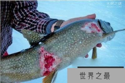 人见人怕的吸血鱼:钻入人的尿道阴囊