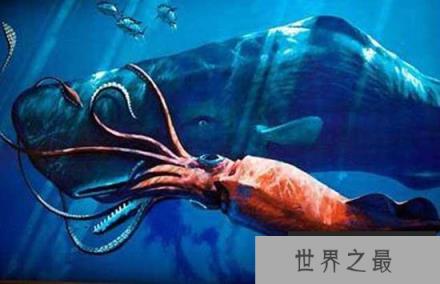 触手比身体长20倍的大王乌贼：8米长