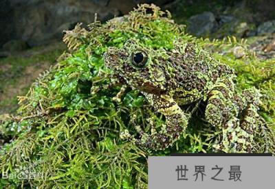 自然界中最会伪装的动物:越南苔藓蛙才是绝顶高手
