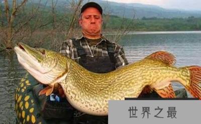 狗鱼是什么鱼?吃狗鱼要注意些什么?