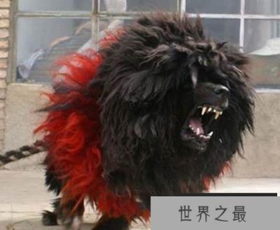 不惧怕任何暴力藏獒之王“鬼獒王”，全世界仅一只!
