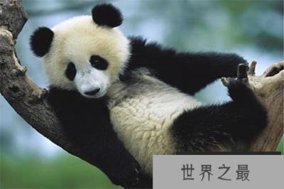 食铁兽为什么会吃铁，食铁兽的现状如何?