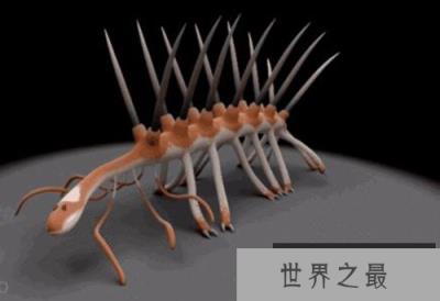 怪诞虫的进化历程，竟从不死虫开始?