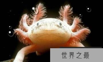 “怪鱼” 头上长角水陆两栖:系外来物种危害大