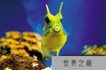 “怪鱼” 头上长角水陆两栖:系外来物种危害大