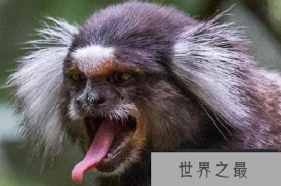 印度动物园8只珍稀毛狨被盗：体重仅有250多克