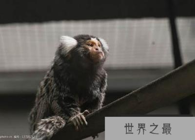 印度动物园8只珍稀毛狨被盗：体重仅有250多克