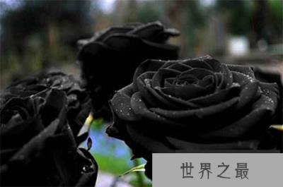 土耳其稀有的黑玫瑰，十种美丽而又奇异的花