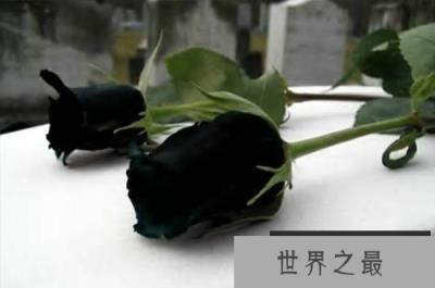 土耳其稀有的黑玫瑰，十种美丽而又奇异的花