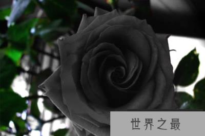 土耳其稀有的黑玫瑰，十种美丽而又奇异的花