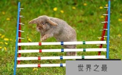 宠物兔练跳高，世界上最受欢迎的十大兔子品种