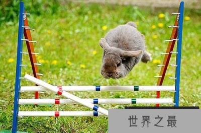 宠物兔练跳高，世界上最受欢迎的十大兔子品种