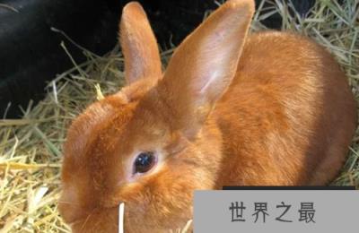 宠物兔练跳高，世界上最受欢迎的十大兔子品种