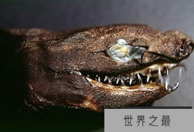 长相像外星人的“外星怪鱼”，卡式尖颌乌鲨