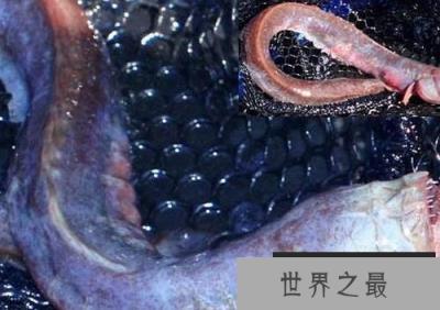 长相像外星人的“外星怪鱼”，卡式尖颌乌鲨