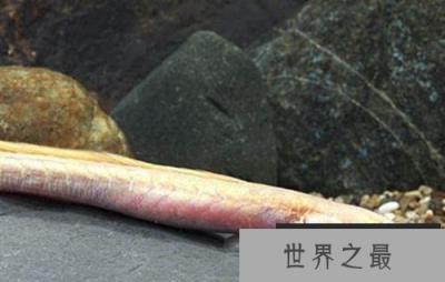 长相像外星人的“外星怪鱼”，卡式尖颌乌鲨