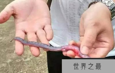 长相像外星人的“外星怪鱼”，卡式尖颌乌鲨