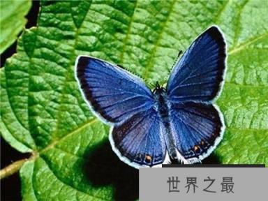 最珍稀的蝴蝶,光明女神蝶在我国仅有3只