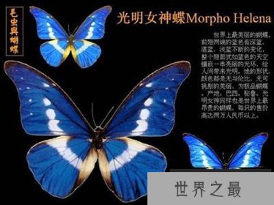 最珍稀的蝴蝶,光明女神蝶在我国仅有3只