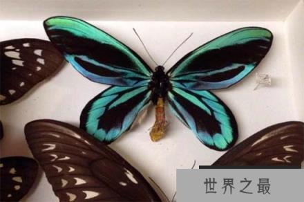 亚历山大巨凤蝶，普通蝴蝶的十倍大(最大的蝴蝶)