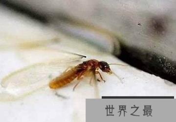 危害性极大大水蚁有毒吗?大水蚁进入家里怎么办？
