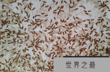 危害性极大大水蚁有毒吗?大水蚁进入家里怎么办？