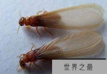 危害性极大大水蚁有毒吗?大水蚁进入家里怎么办？