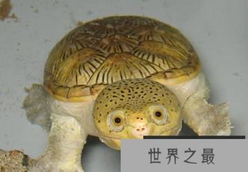 窄桥蛋龟有着异常可爱的样貌，但脾气非常暴躁