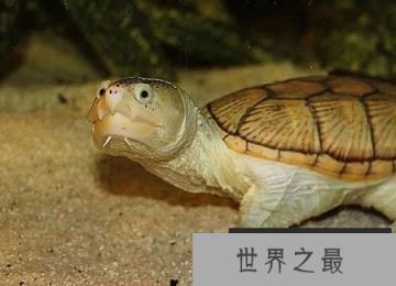 窄桥蛋龟有着异常可爱的样貌，但脾气非常暴躁